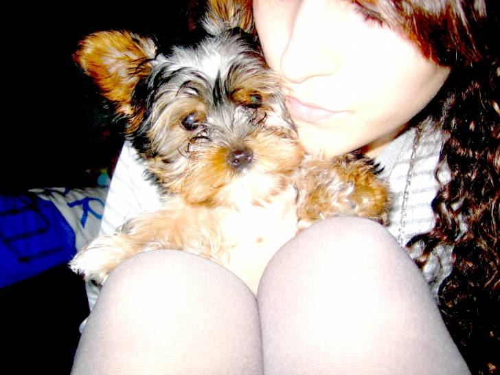Enjoy - Yorkshire Terrier (7 mois)