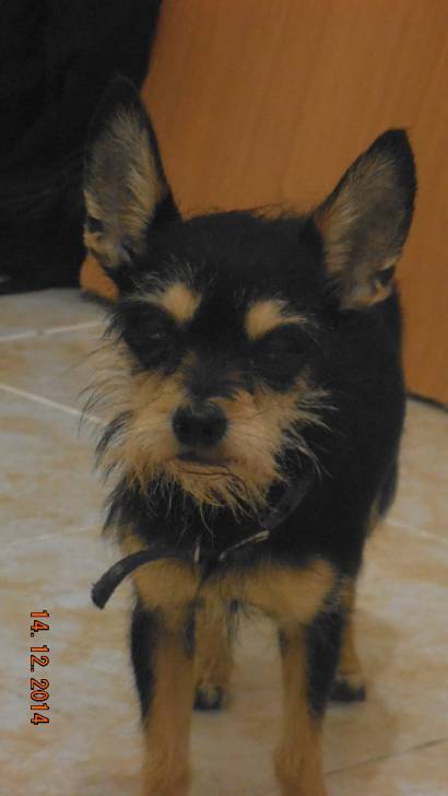 Clohi - Yorkshire Terrier (5 ans)