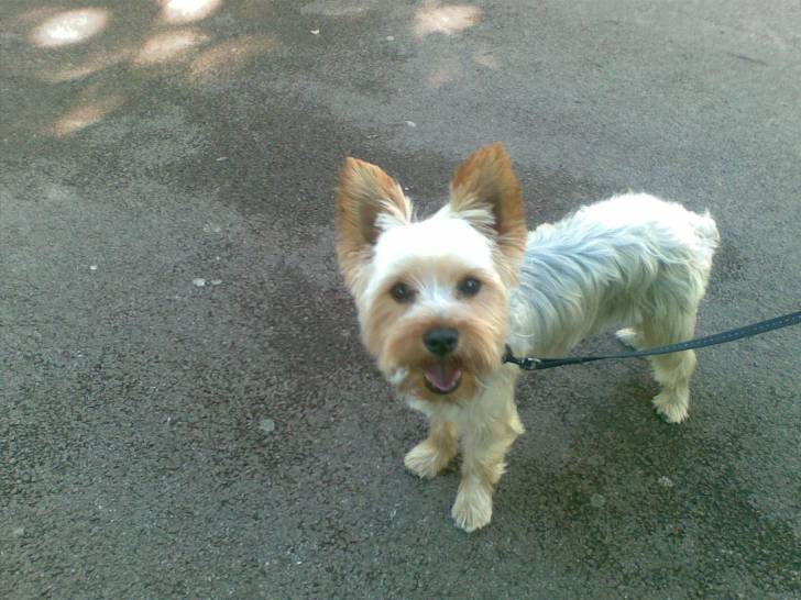 Disco - Yorkshire Terrier Mâle (2 ans)
