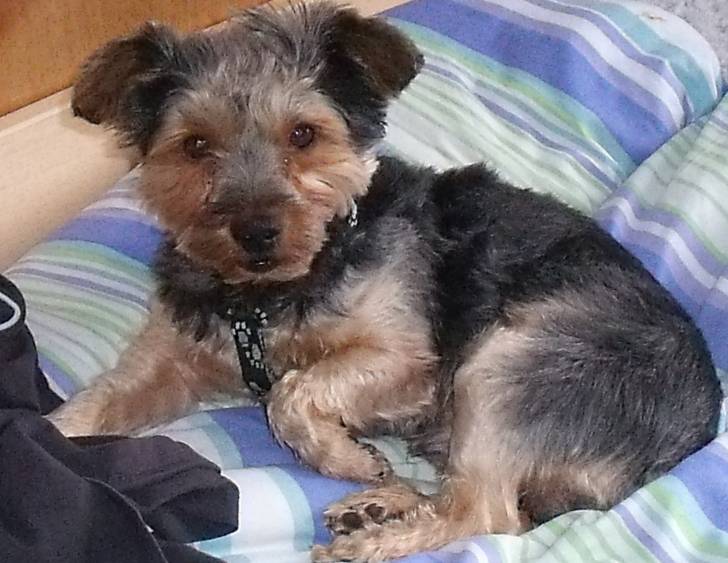 vidocq - Yorkshire Terrier Mâle (6 ans)