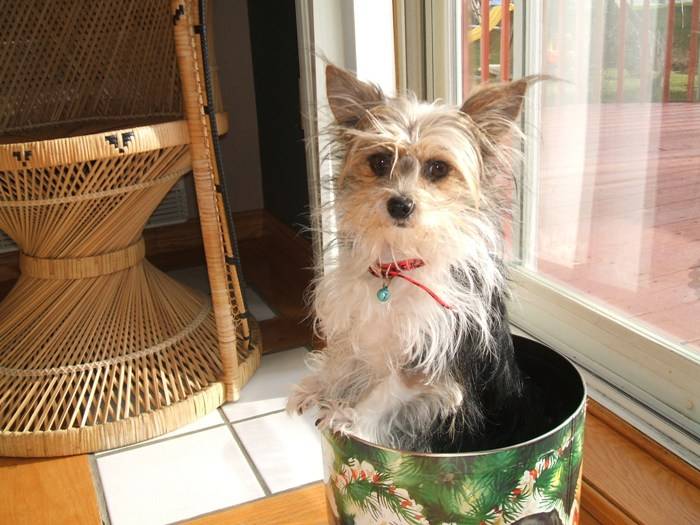 La Petite Angel - Yorkshire Terrier
