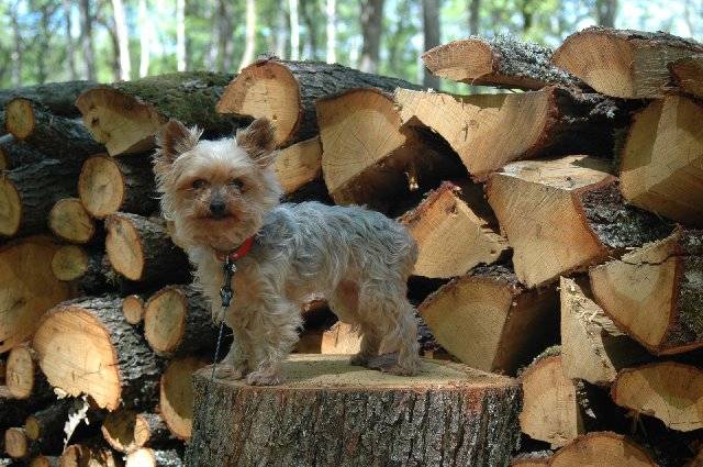 Nouchka - Yorkshire Terrier