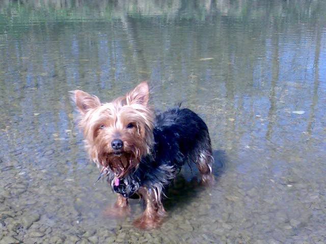 nina dans l'eau - Yorkshire Terrier