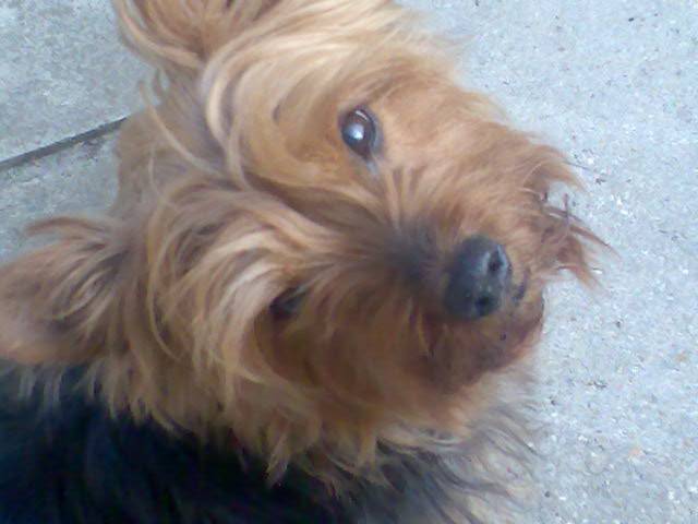 ma tiote gueule - Yorkshire Terrier