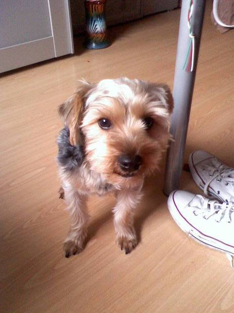 arthure - Yorkshire Terrier Mâle (1 an)