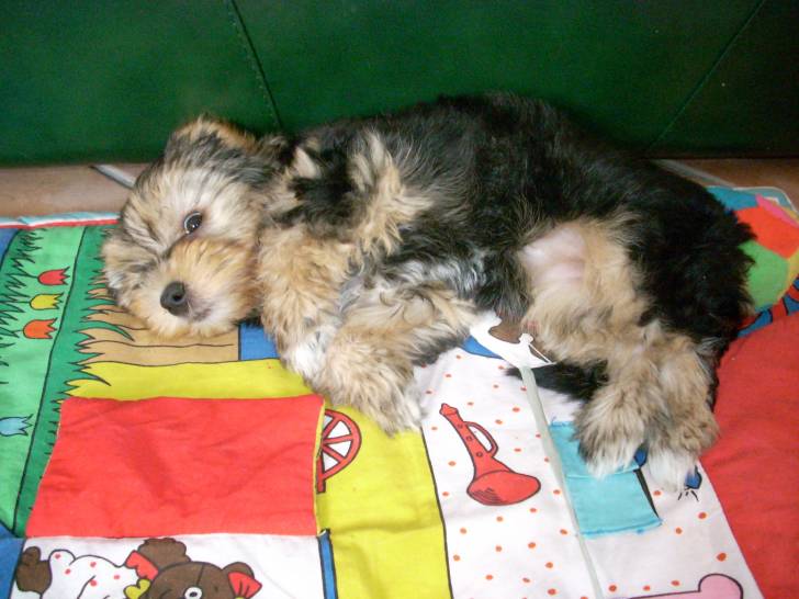 prune - Yorkshire Terrier (3 ans)