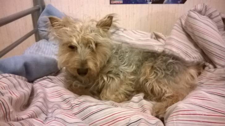 Figue - Yorkshire Terrier (4 ans)