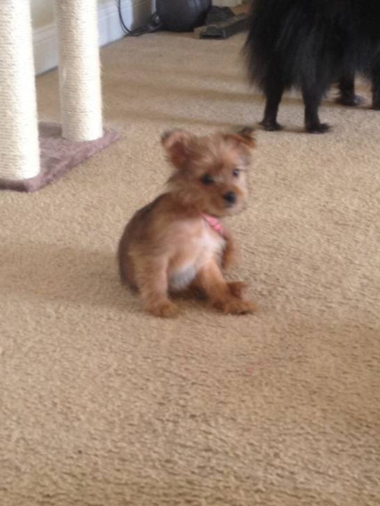 Reina - Yorkshire Terrier (5 mois)