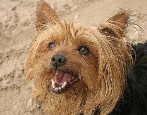 MA CHIENNE ANGIE - Yorkshire Terrier (7 ans)