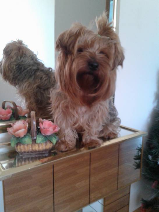 SCOTTY - Yorkshire Terrier Mâle (5 ans)