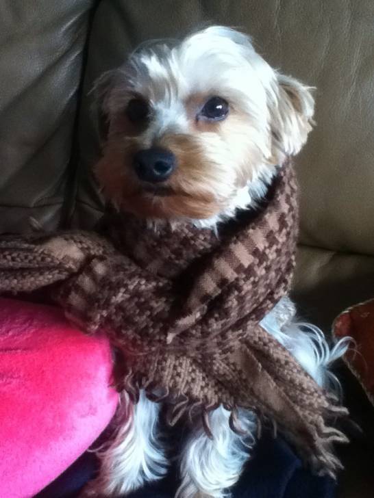 Nero - Yorkshire Terrier (4 ans)