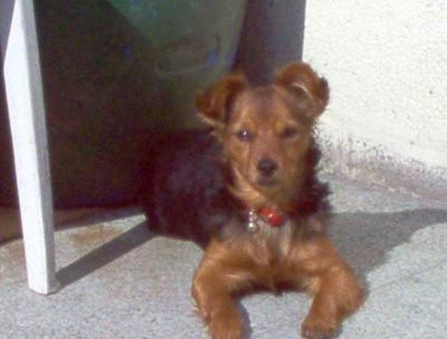 chouchou - Yorkshire Terrier (2 mois)