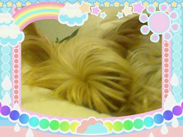 Angie - Yorkshire Terrier (4 ans)