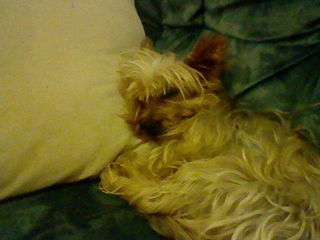 Angie - Yorkshire Terrier (4 ans)