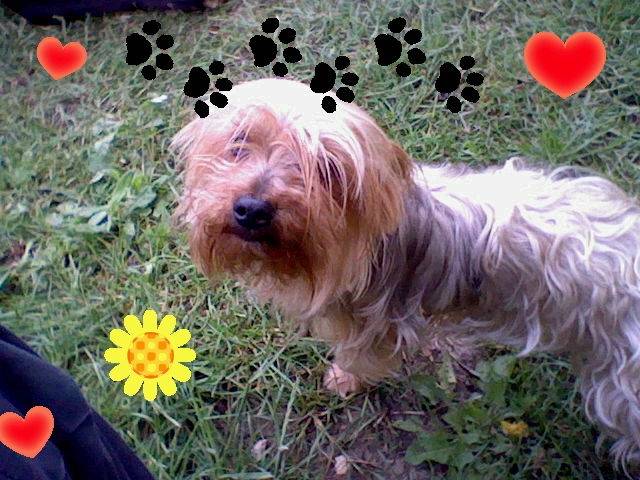 Angie - Yorkshire Terrier (4 ans)