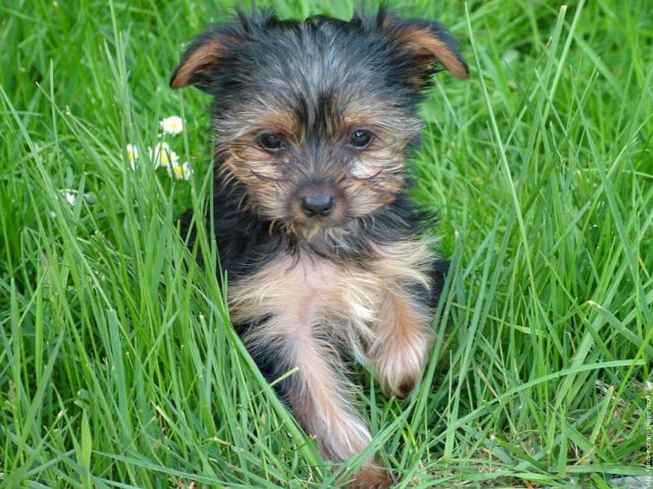 louna - Yorkshire Terrier (3 mois)
