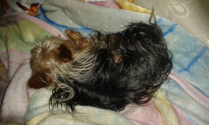 tintin - Yorkshire Terrier Mâle (2 ans)
