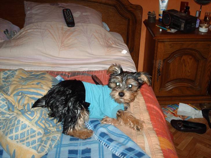 Dipsy - Yorkshire Terrier Mâle (2 ans)