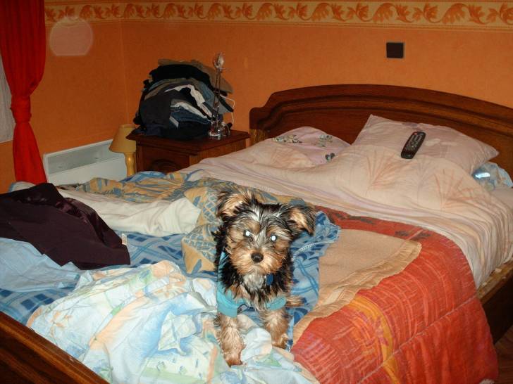 Dipsy1 - Yorkshire Terrier Mâle (2 ans)