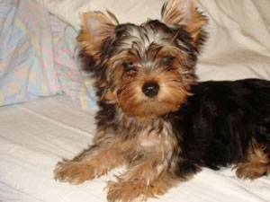 nora - Yorkshire Terrier (1 an)