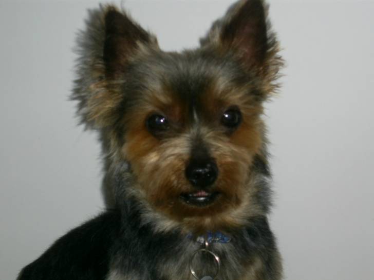 pongo - Yorkshire Terrier Mâle (9 ans)