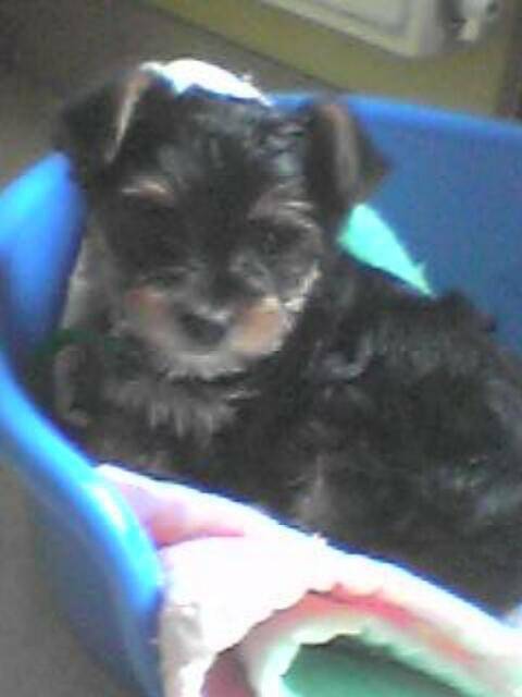 YORKSHIRE TERRIER PIKACHU - Yorkshire Terrier