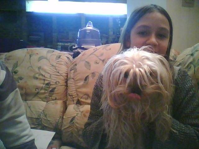 biscotte morte le 10/11/2010 - Yorkshire Terrier (4 ans)