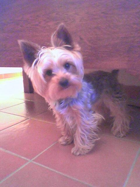 Race: Yorkshire Terrier Nain Nom: Uline - Yorkshire Terrier