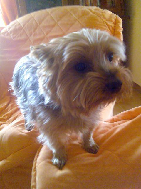 KENZO YORKSHIRE TERRIER - Yorkshire Terrier