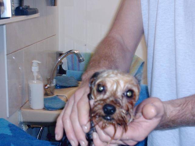 Yorkshire terrier - VOYOU - Yorkshire Terrier