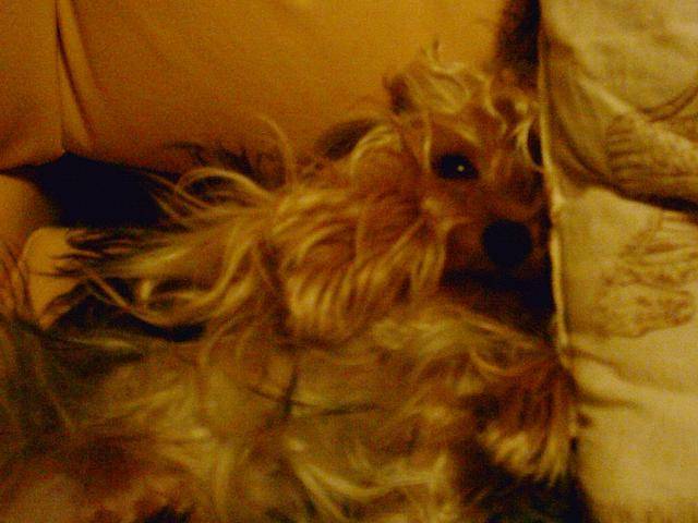 Yorkshire terrier - VOYOU - Yorkshire Terrier