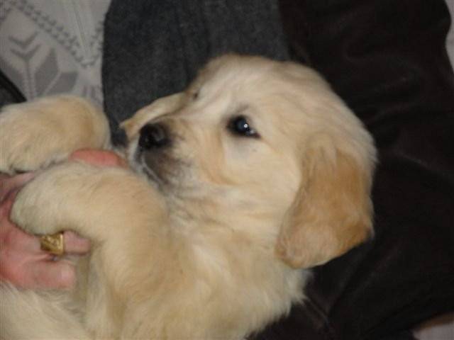 Florencia - Yorkshire Terrier (3 mois)