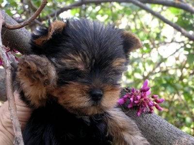 Yorkshire Terrier/Emy Shirley of Meadow Cottage - Yorkshire Terrier