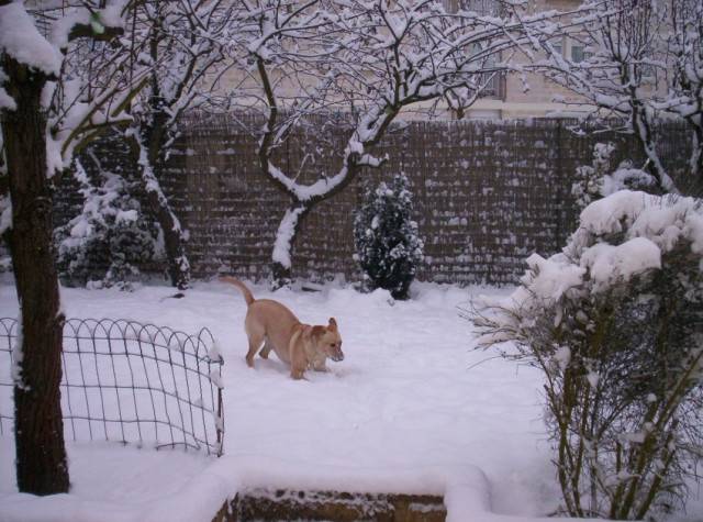 Didjy - Yorkshire Terrier Mâle (2 ans)