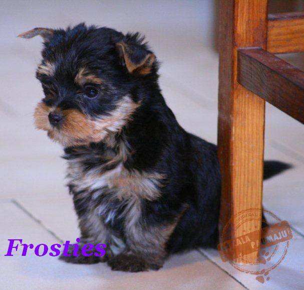 Yorkshire terrier - Frosties - Yorkshire Terrier