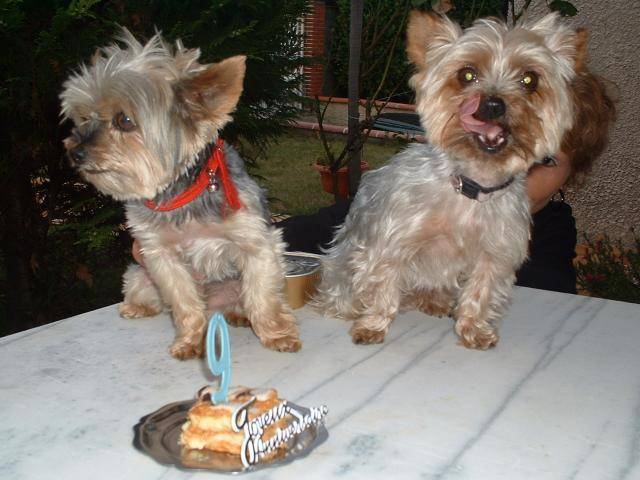 Yorkshire Terrier Lucky - Yorkshire Terrier