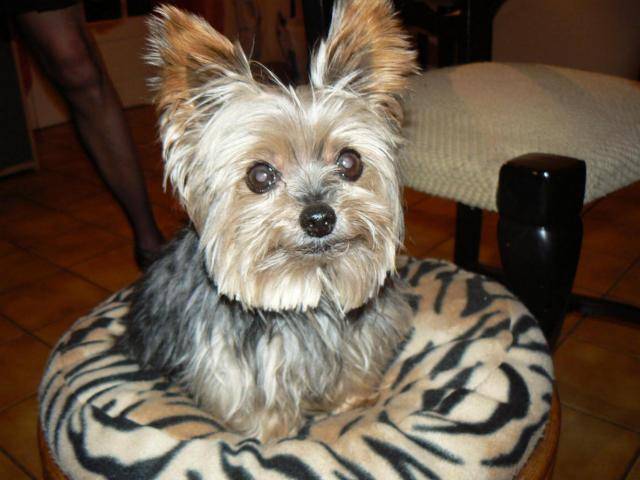 Yorkshire Terrier - Yorkshire Terrier