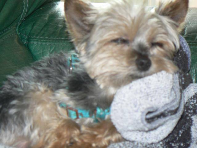 Yorkshire Terrier - Yorkshire Terrier