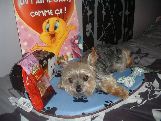 Yorkshire Terrier - Yorkshire Terrier