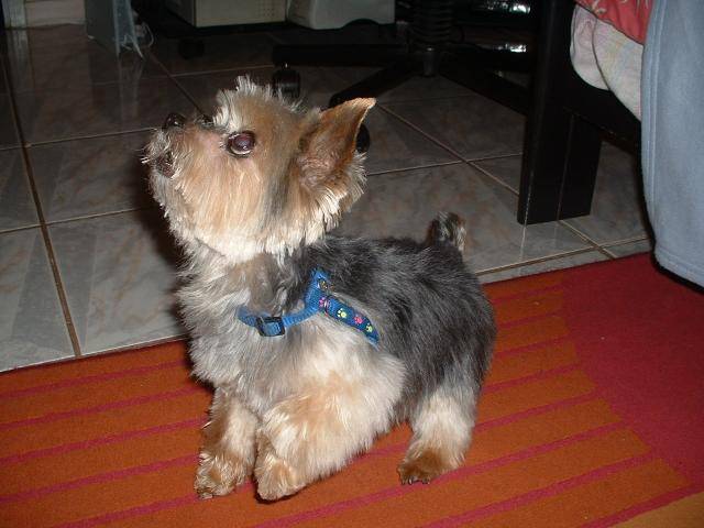 Yorkshire Terrier - Yorkshire Terrier