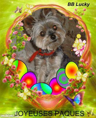 Yorkshire Terrier - Yorkshire Terrier