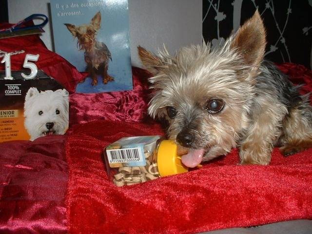 Yorkshire Terrier - Yorkshire Terrier
