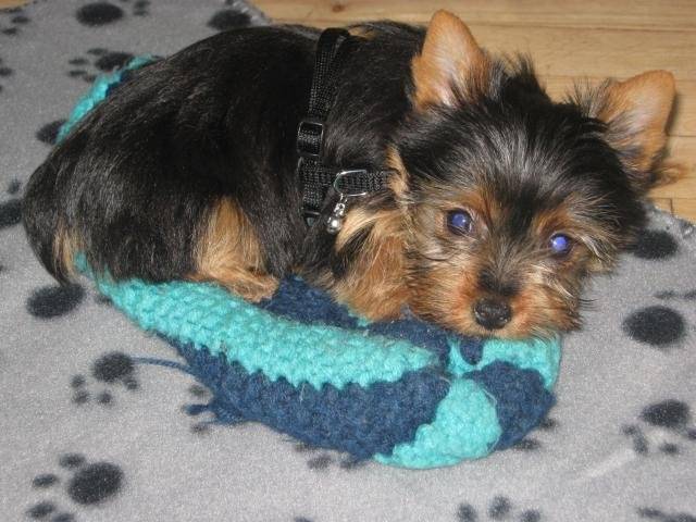 Yorkshire Terrier / Kira - Yorkshire Terrier