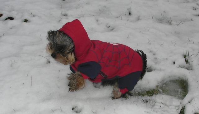 Yorkshire Terrier - Yorkshire Terrier