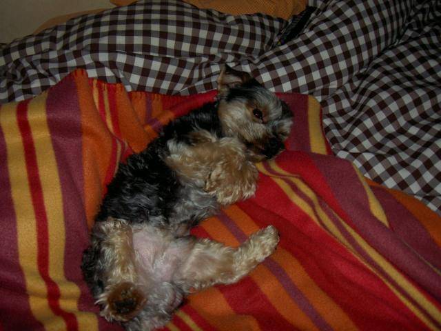 Eden mon petit York - Yorkshire Terrier