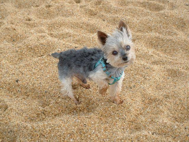 Yorkshire Terrier Lucky - Yorkshire Terrier