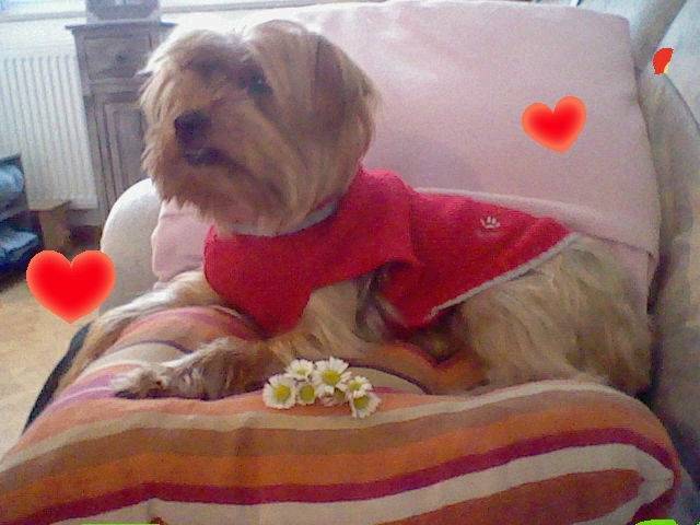 Chanah Saint Valantin - Yorkshire Terrier (3 ans)