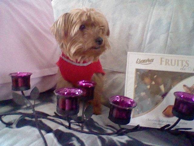 Chanah Saint Valentin 2 - Yorkshire Terrier (3 ans)