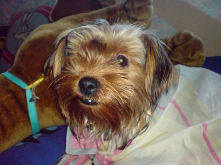Chanah Super Girl - Yorkshire Terrier (1 an)