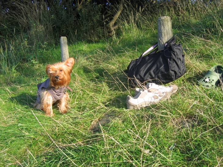 Chanah Zélande 2010 - Yorkshire Terrier (3 ans)